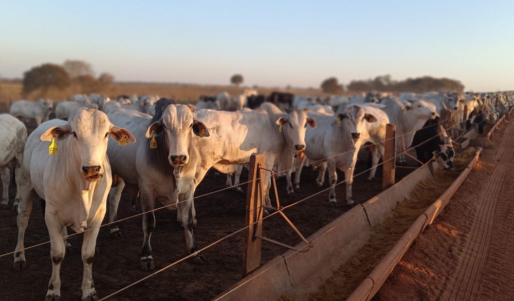 Como a China move o agro e o minério do Brasil