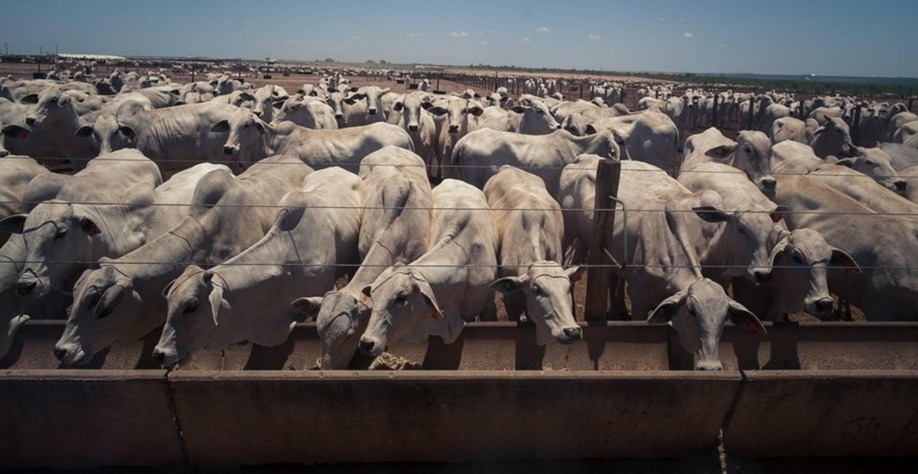 A maior compradora da carne bovina do Brasil